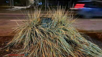 пень, заросший осокой