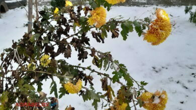 цветы под снегом