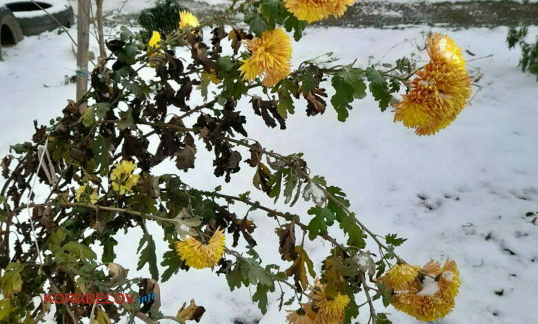 цветы под снегом