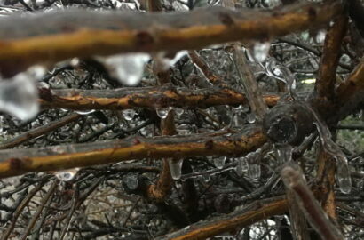 лед на деревьях