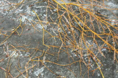 падают обледенелые ветки деревьев