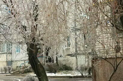 лед на деревьях