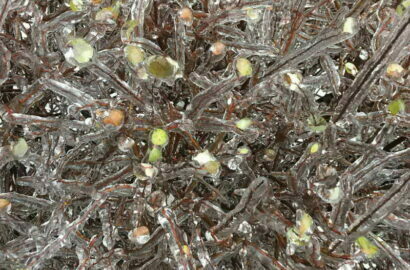 лед на кустах