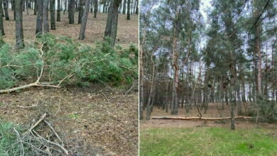 сосны, спиленные по ул. Новостройной