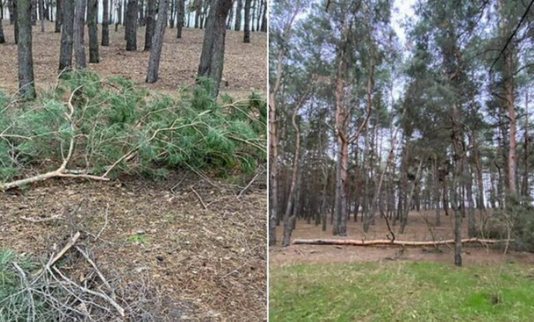 сосны, спиленные по ул. Новостройной