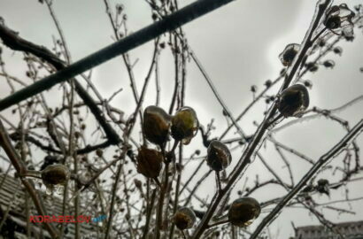 лед на кустах