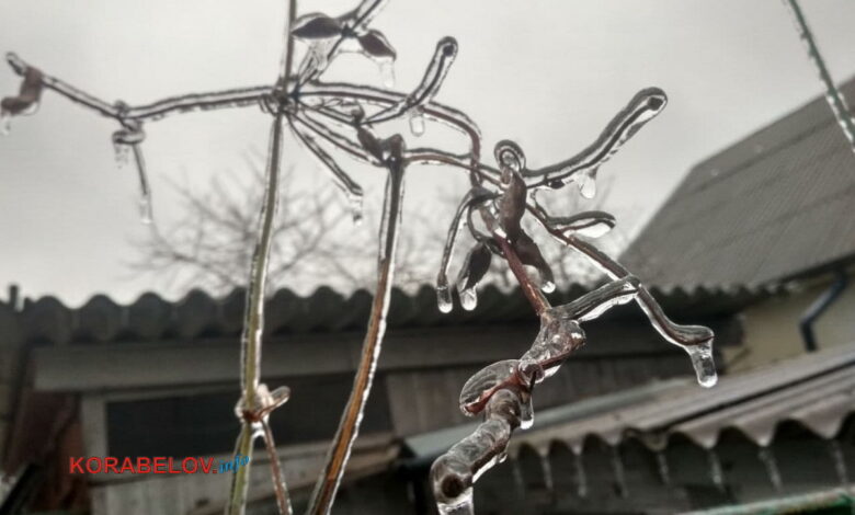 лед на деревьях