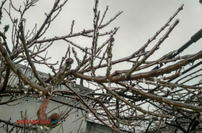 лед на деревьях