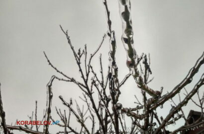 лед на деревьях