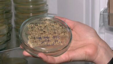 разработка вакцины