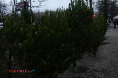торговля соснами по пр. Богоявленскому, 311