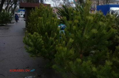 торговля соснами по пр. Богоявленскому, 311
