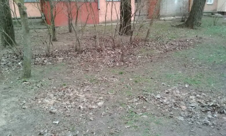 прошлогодняя листва в сквере "Связи"