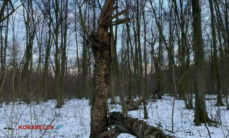 умирающее дерево