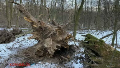 поваленные ветром деревья