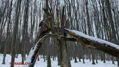 сухое дерево