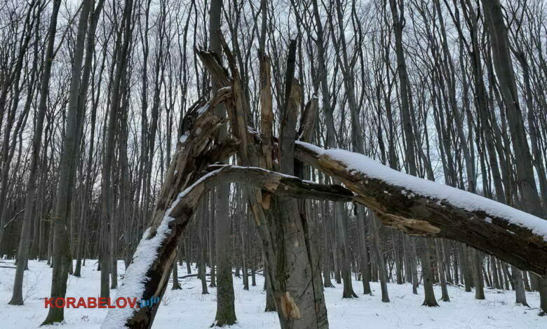 сухое дерево