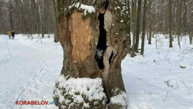 гнилое дерево