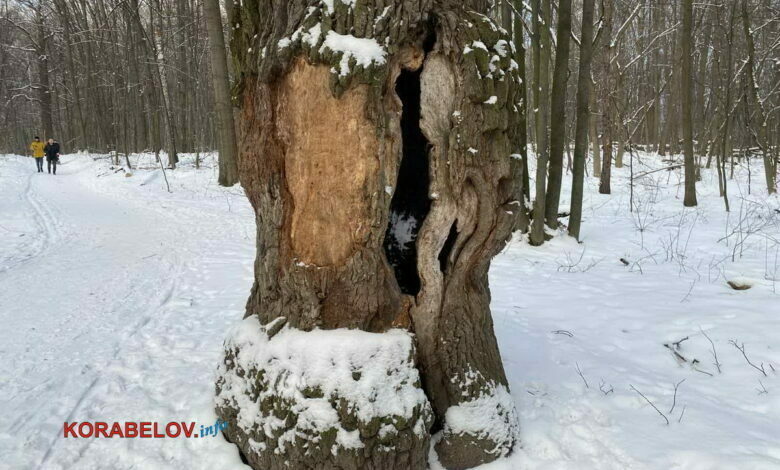 гнилое дерево