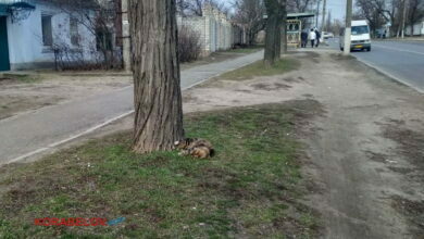 Труп кошки несколько дней лежит недалеко от остановки в Николаеве