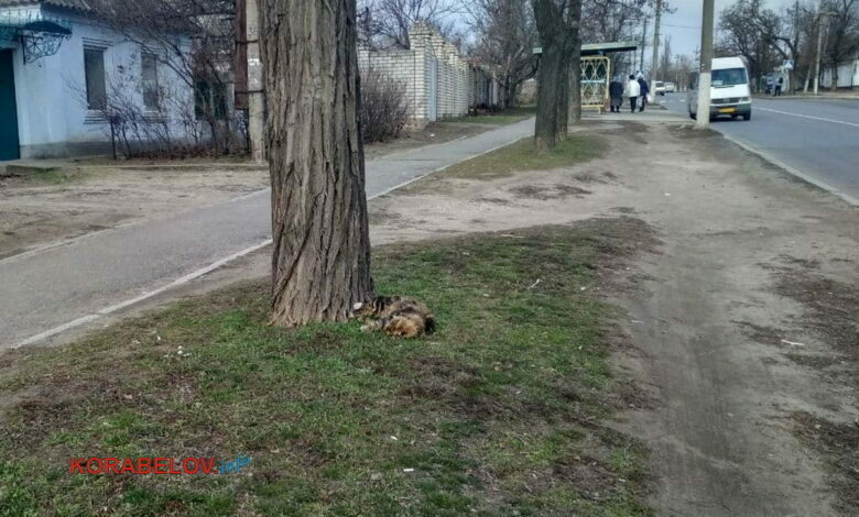 Труп кошки несколько дней лежит недалеко от остановки в Николаеве