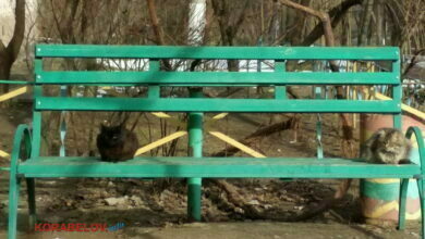 коты на скамейке