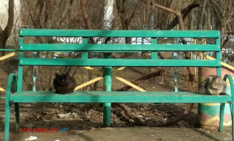 коты на скамейке
