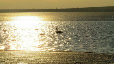 Николаев, лебедь на реке