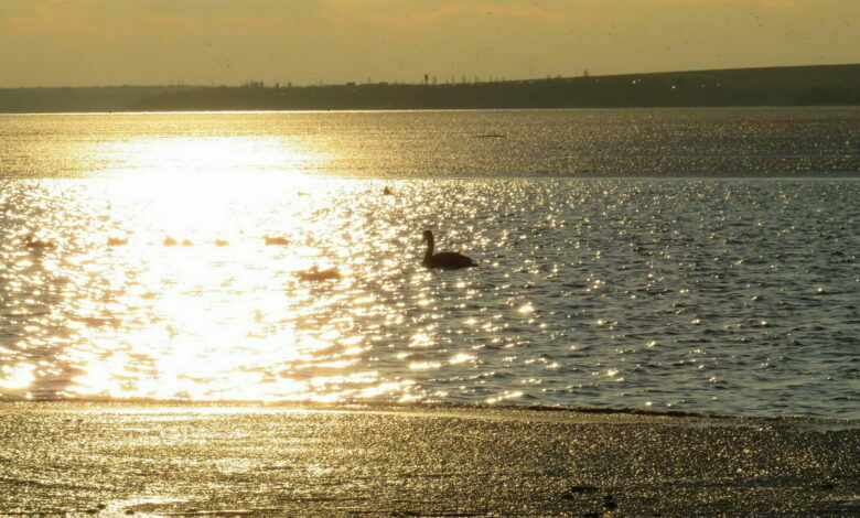 Николаев, лебедь на реке