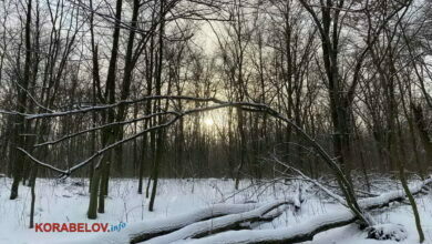 Заснеженный лес, зима в Киеве