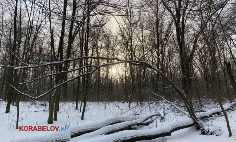 Заснеженный лес, зима в Киеве