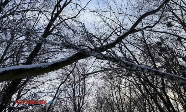 ветки крестом