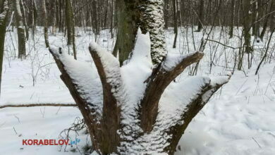 корень-коряга