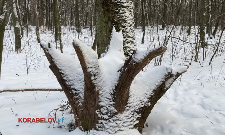 корень-коряга