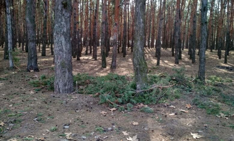 лесопосадка на ул. Новостройной