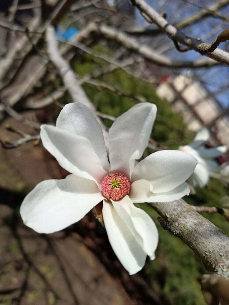 магнолия
