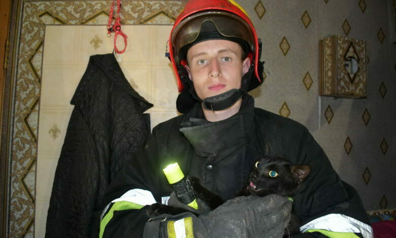 спасенный кот