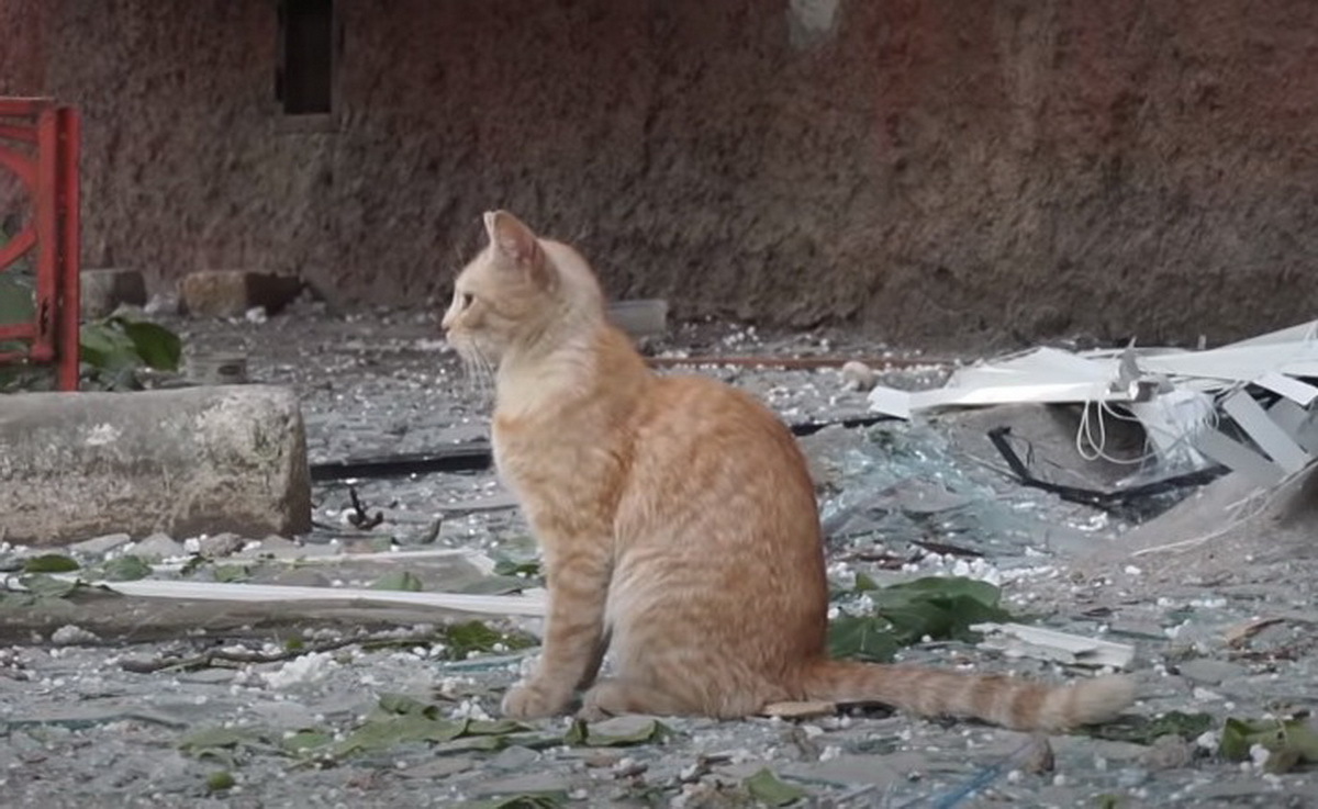 кот в Корабельном районе после очередного обстрела рашистами