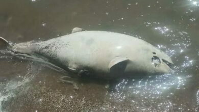 Мертвый дельфин