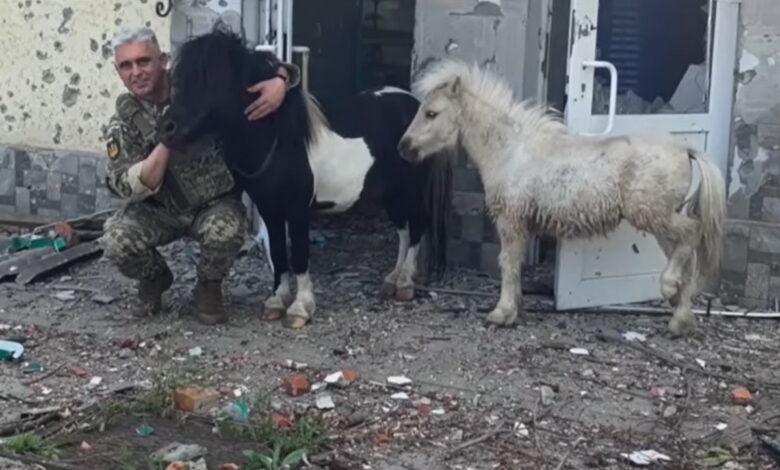 спасение пони