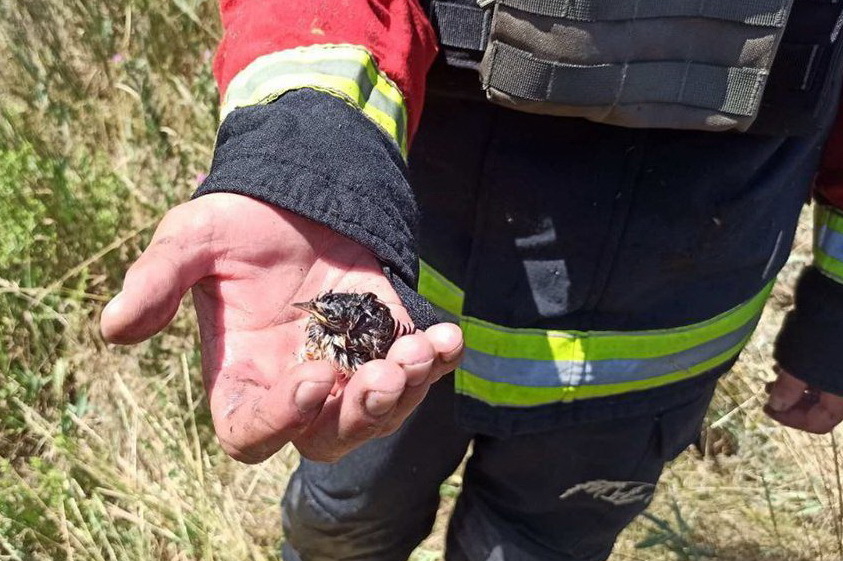 врятоване пташеня