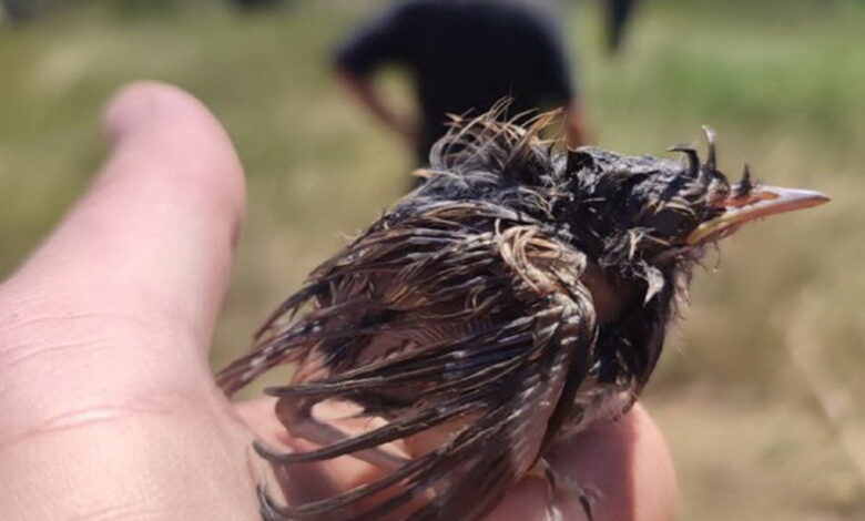 врятоване пташеня