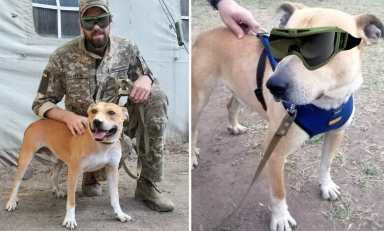 пес Джек помогает защищать Николаев