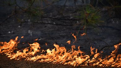 пожежа в Балабанівському лісі