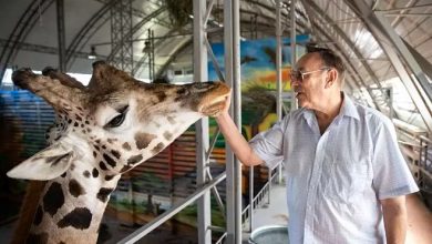 жираф и Топчий в Николаевском зоопарке