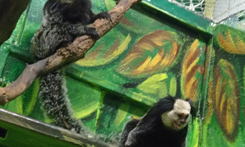 игрунки Жоффруа