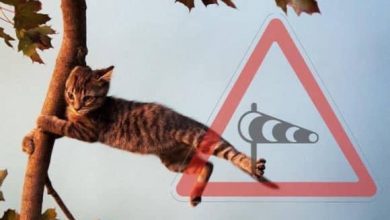 штормовое предупреждение