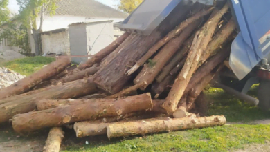 дрова от государства