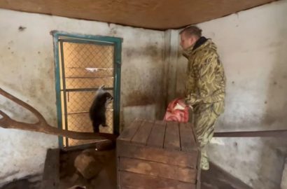 енот, воровство, российские оккупанты