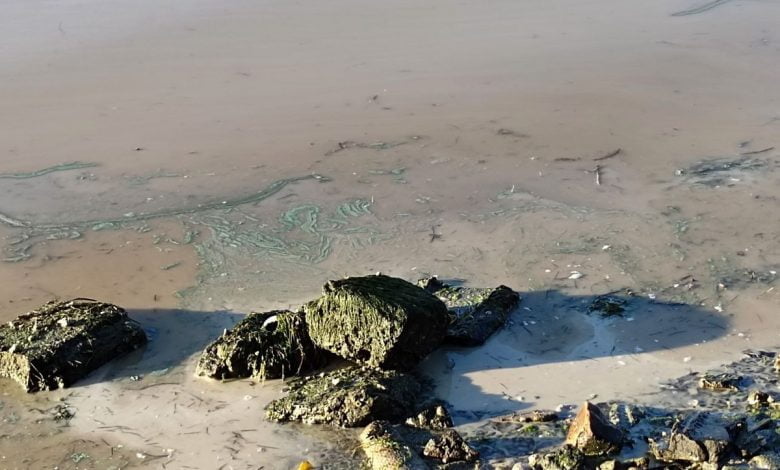 Бугский лиман, Южный Буг, масло в лимане